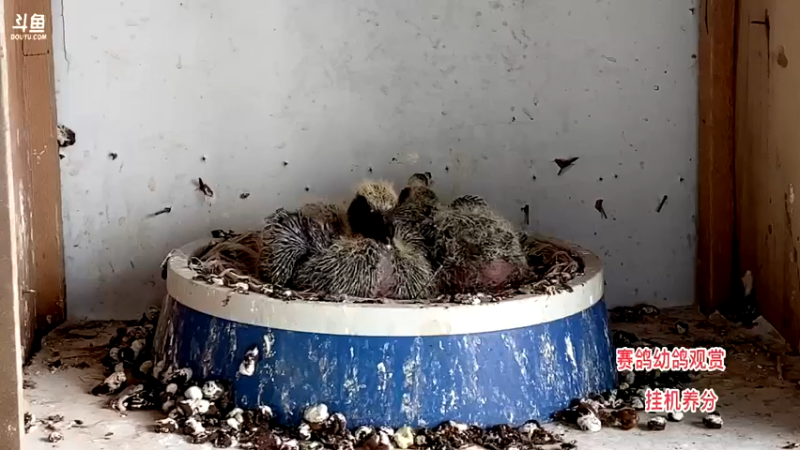 【2022-07-13 18点场】主播阿郎：回青海老家了