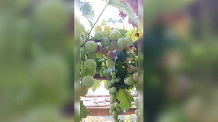 洁夕小仙女发布了一个斗鱼视频2022-07-14