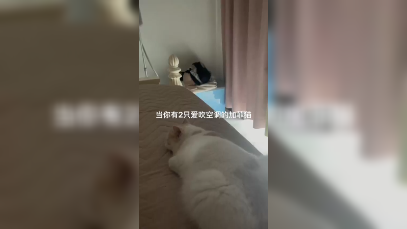 猫咪的迷惑行为