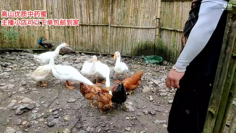 【户外】深山大咖的精彩时刻 20220716 14点场