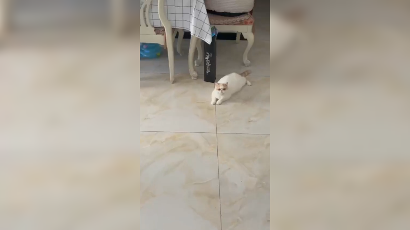 这俩吃饱了就这样