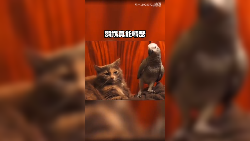 小嘚瑟，真呀真嘚瑟。