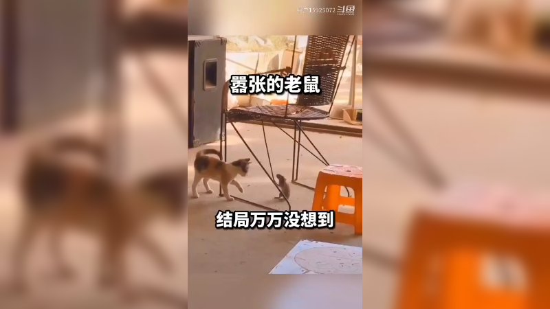 如此嚣张的老鼠，遭报应了吧。