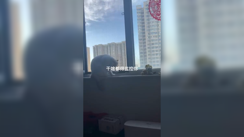 记录猫咪日常
