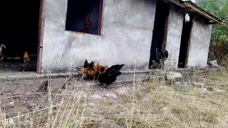 【户外】黑哥户外的精彩时刻 20220721 16点场