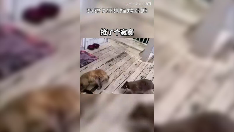 照这架势两只小狗能摇到莫斯科。