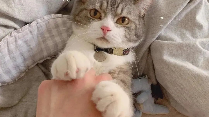 cf北部