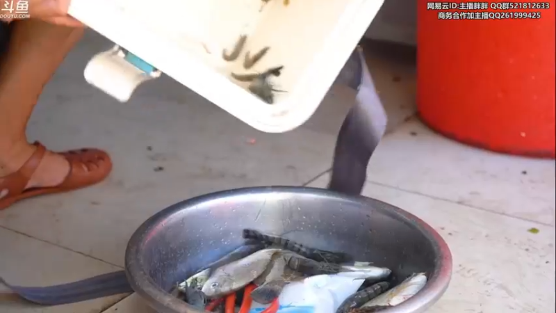 【2022-07-29 04点场】胖胖灬：胖胖OB：韩服TES V5 RNG JD