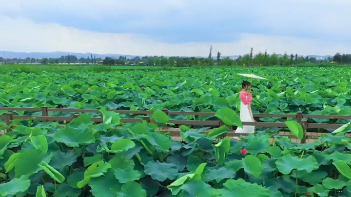 云南曲靖美女荷花池塘风景