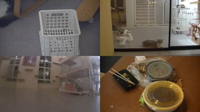 【2022-08-08 20点场】喵放送：喵放送☀️喵呜~