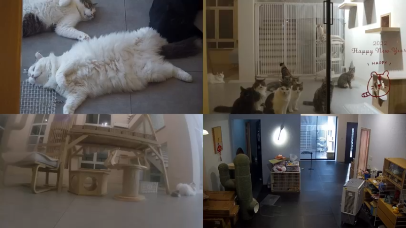 【2022-08-08 00点场】喵放送：喵放送☀️喵呜~