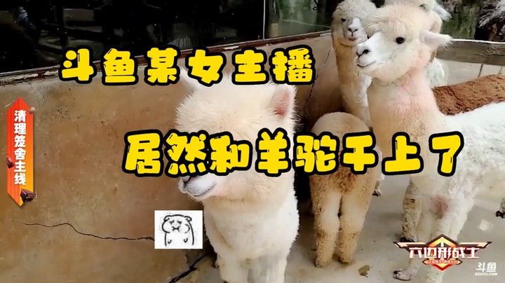 斗鱼某女主播竟然和可爱的羊驼杠上了 哈哈哈哈