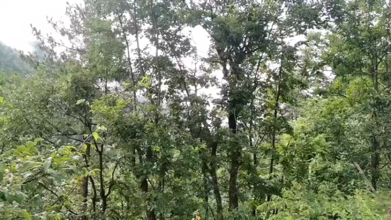 【2022-08-10 09点场】在线天文：响古箐滇金丝猴