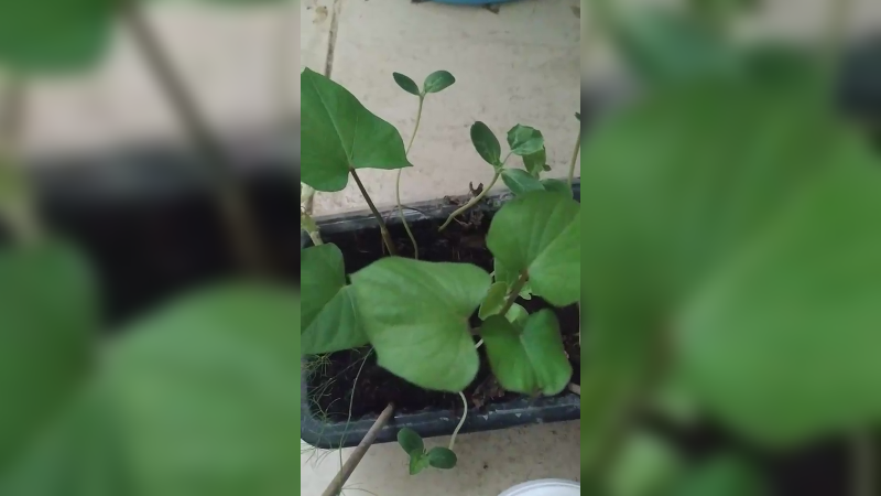 种植哦