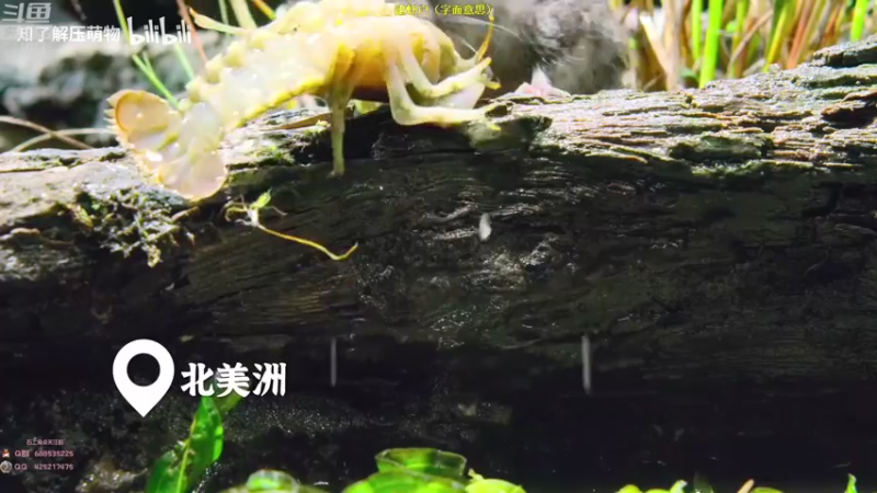 【2022-08-26 08点场】兮饭锐雯：大乱斗小鸭子来啦