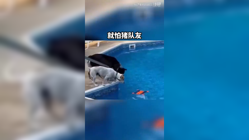 第一个狗狗太气人了
