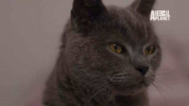 猫狗大战 第2集