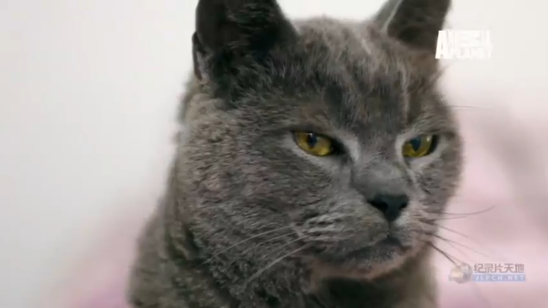 猫狗大战 第3集