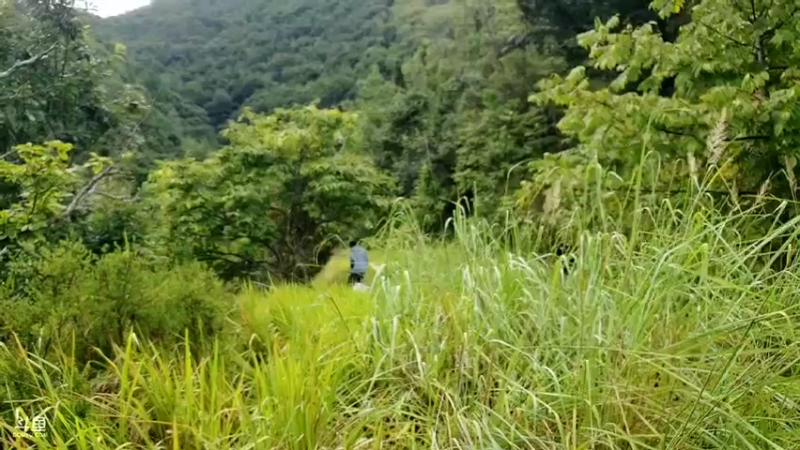 【2022-09-01 14点场】黑哥户外：深山寻找野菜野果