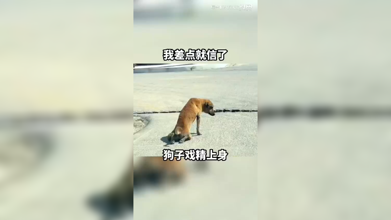 影帝级别的狗子，这演技，差一点我就信了。