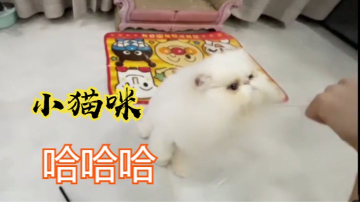 看美女撸猫边看球赛 也是乐趣