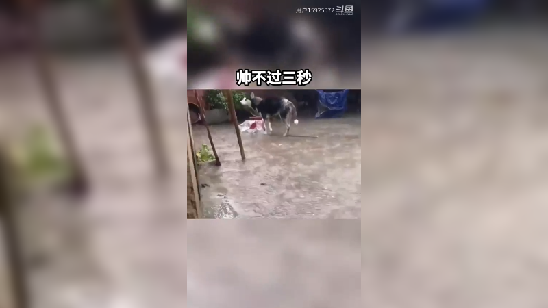 雨中的二哈，刚有点意境就犯二了。