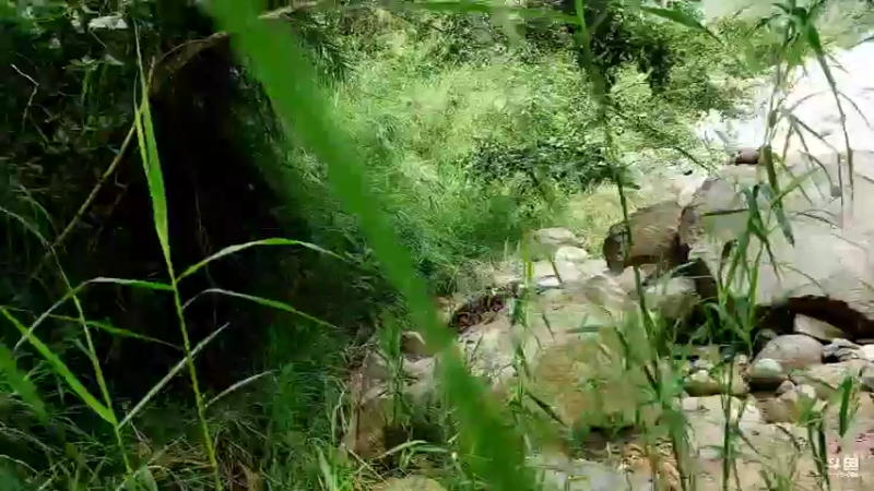【2022-09-05 10点场】黑哥户外：不用鱼钩钓鱼