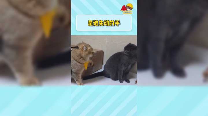 猫胖胖 开怼