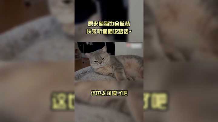 猫胖胖 梦话