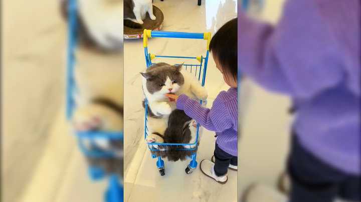 猫胖胖 婴儿车