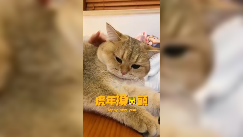 猫胖胖 虎年摸虎头