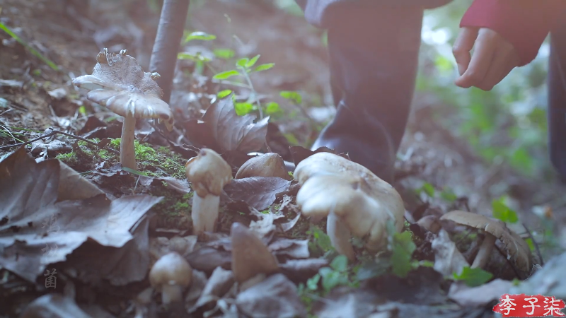 我在斗鱼看李子柒liziqi直播美食