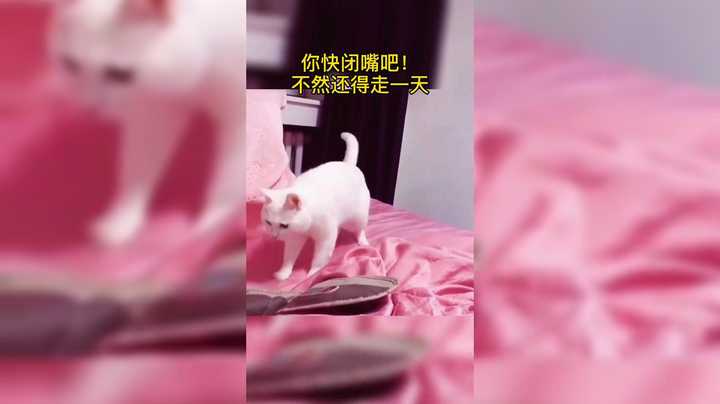 猫胖胖 和节奏