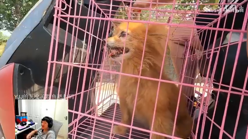 【2022-09-15 16点场】yjjimpaopao：疯狂星期四{双倍亲密度}