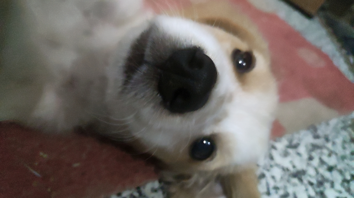 不良人