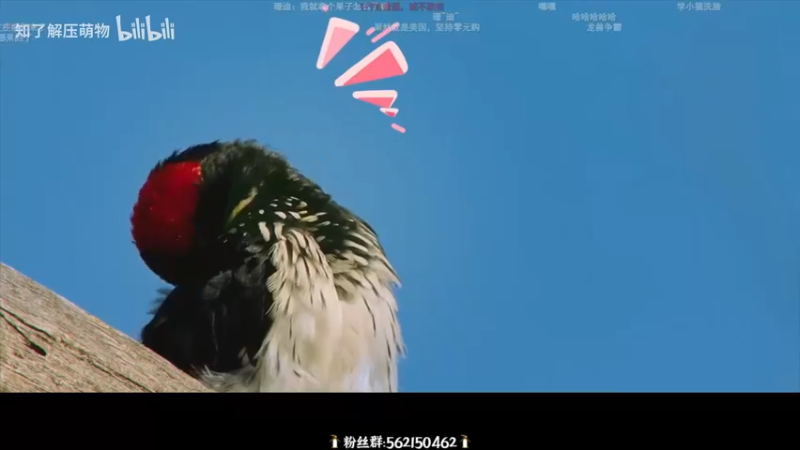 【2022-09-15 20点场】徐不鸽：“嘎嘎”“乱杀”