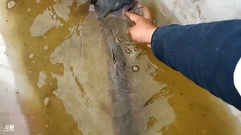 【户外】微山湖捕鱼武工队的精彩时刻 20220921 14点场