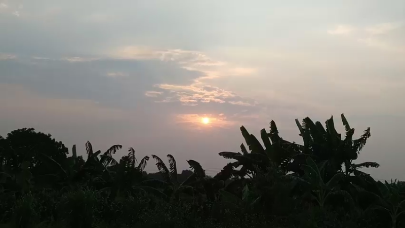 蚌住田园