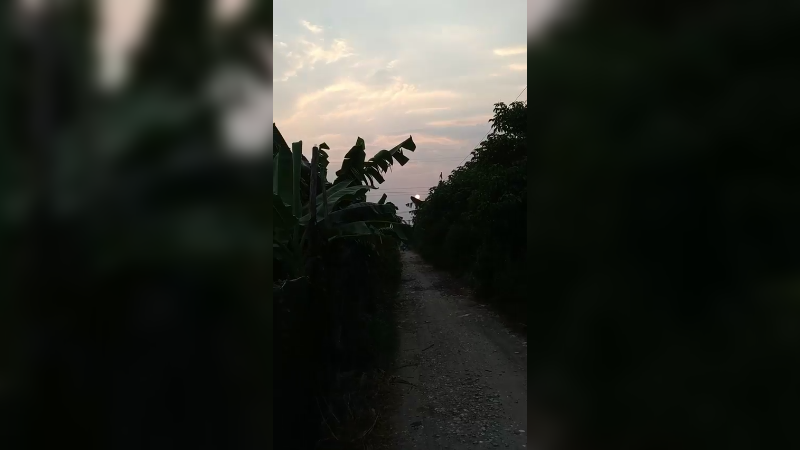 蚌住田园