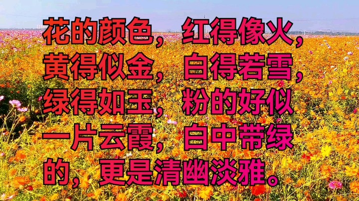 五颜六色的花朵绽开了