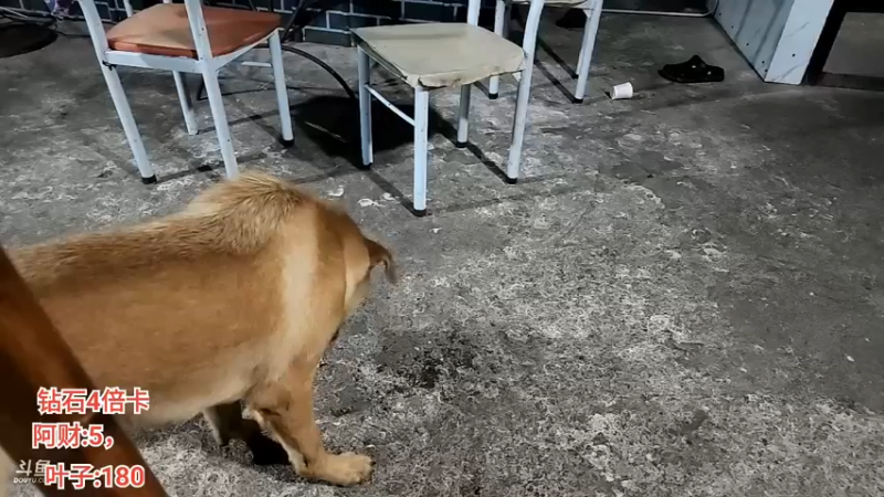 【2022-09-24 22点场】叶子户外：《叶狼风尘》西双版纳,day6