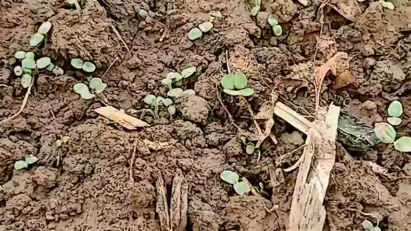 【2022-09-26 17点场】洪湖小肖：大小强哥代播今天回不去了