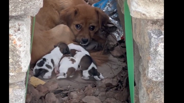发现一窝小狗子