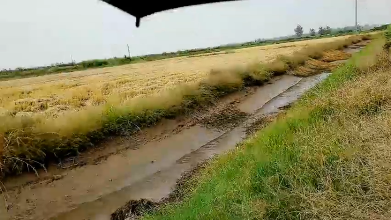 【2022-09-27 13点场】洪湖小肖：大小强哥代播今天下午到家