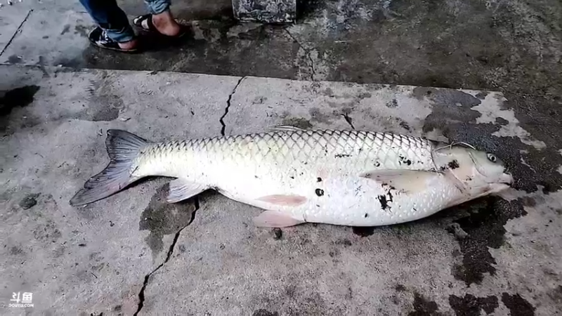 【2022-09-30 18点场】洪湖小肖：快递爆仓了xdm真狠