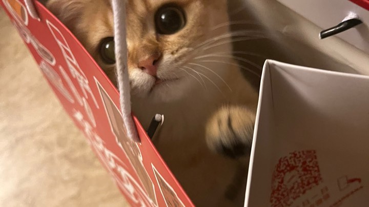 寄寄