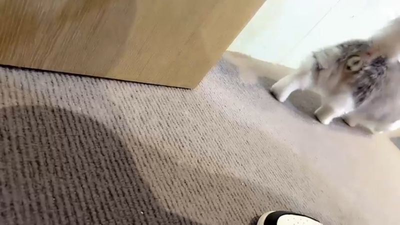 【2022-09-30 11点场】DYG萧玦：三国服体验妲己新皮肤