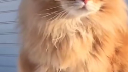 老二