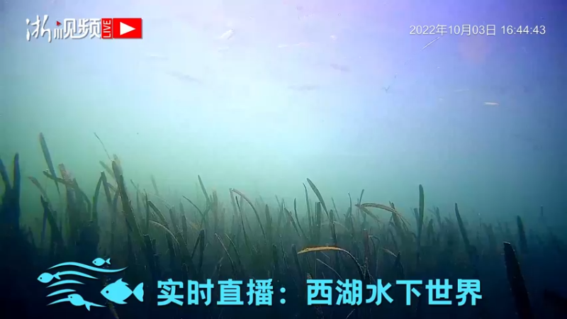 【2022-10-03 16点场】浙江日报直播室：慢直播丨西湖水下世界