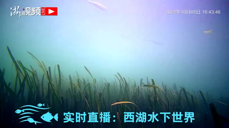 【2022-10-05 16点场】浙江日报直播室：慢直播丨西湖水下世界